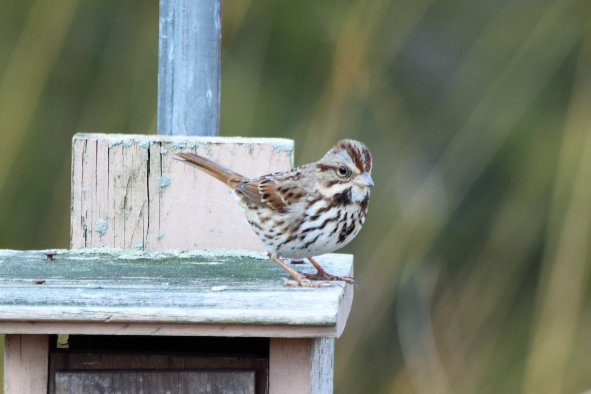 Song Sparrow - Anne Mytych