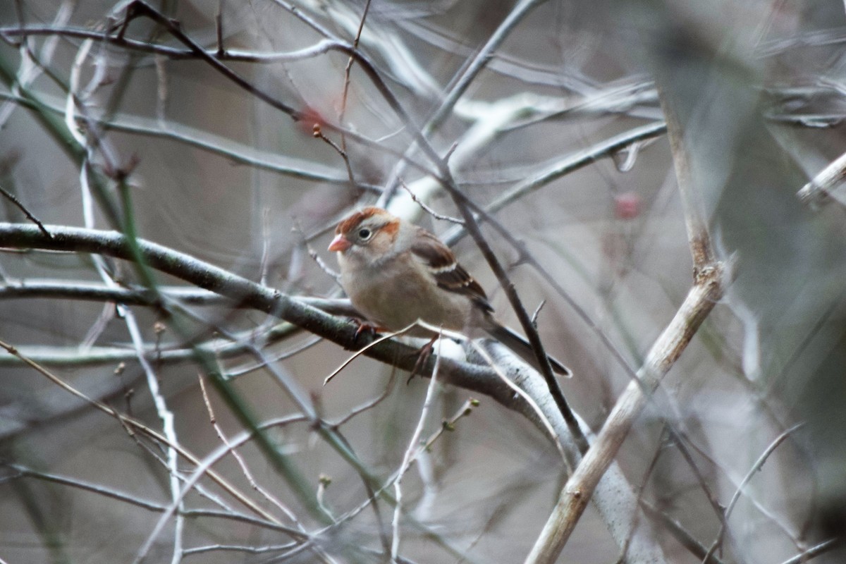 Field Sparrow - Anne Mytych