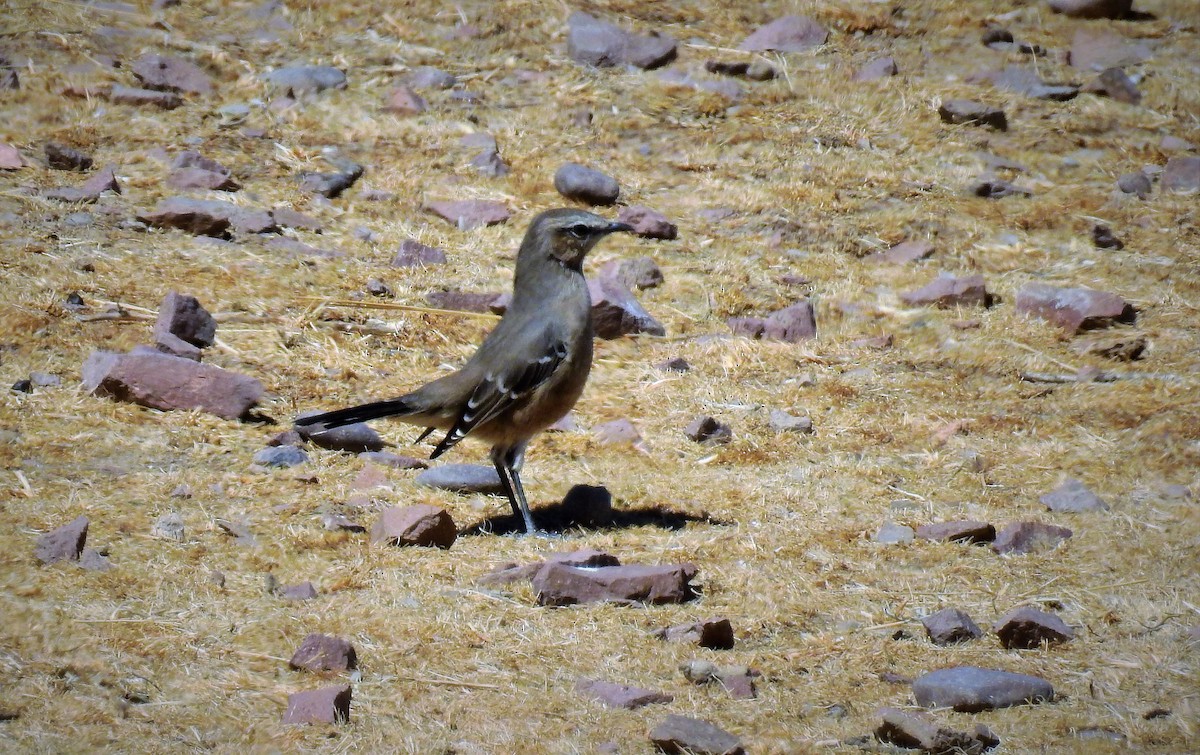 Patagonian Mockingbird - ML86858441