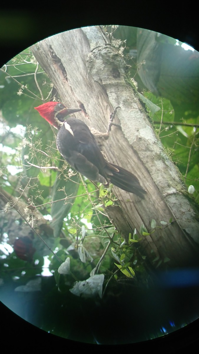 Lineated Woodpecker - ML86859381