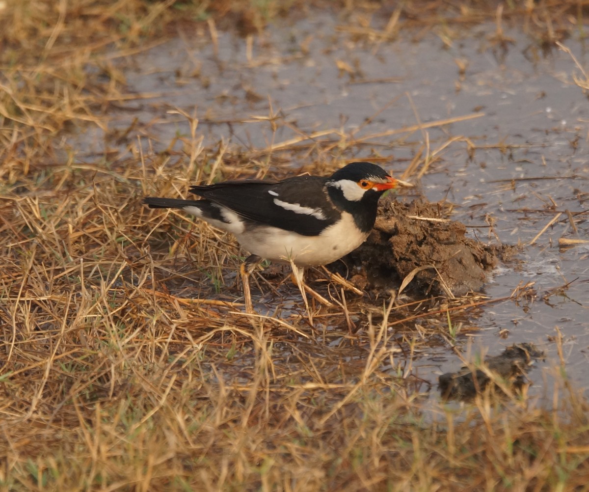 Indian Pied Starling - Nancy Cox