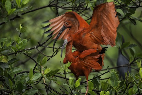 Scarlet Ibis - eBird