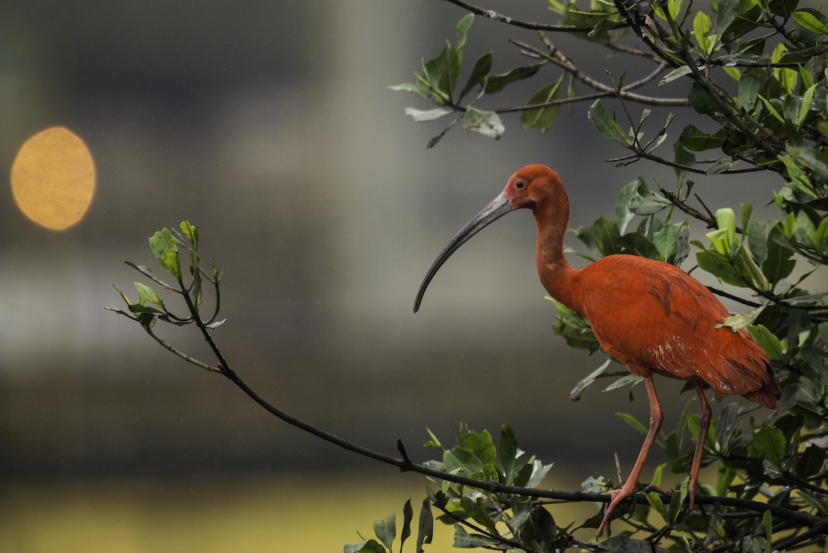 ibis rudý - ML86863521