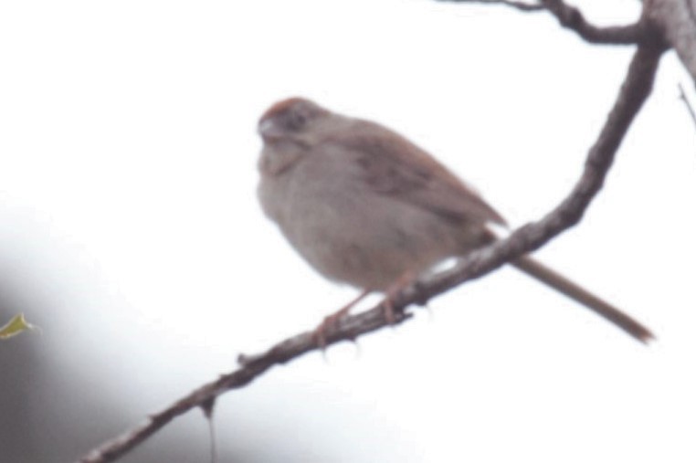 Rufous-crowned Sparrow - Scott Lewis