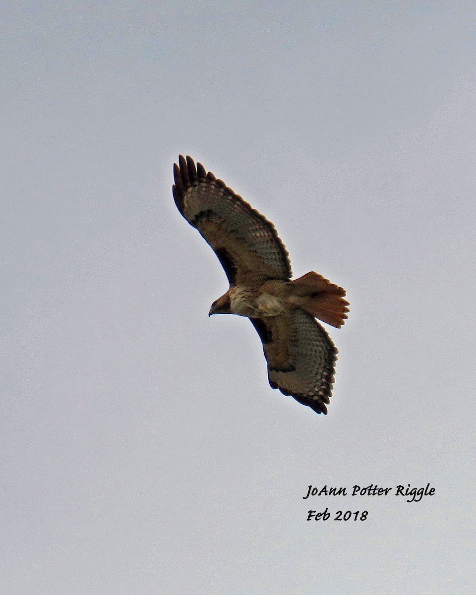 Red-tailed Hawk - ML86865581