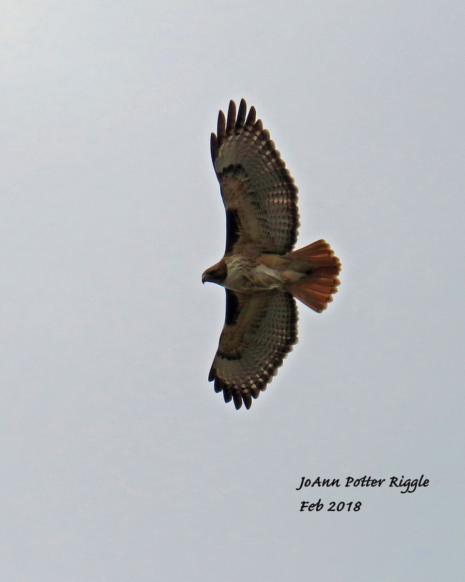Red-tailed Hawk - ML86865601