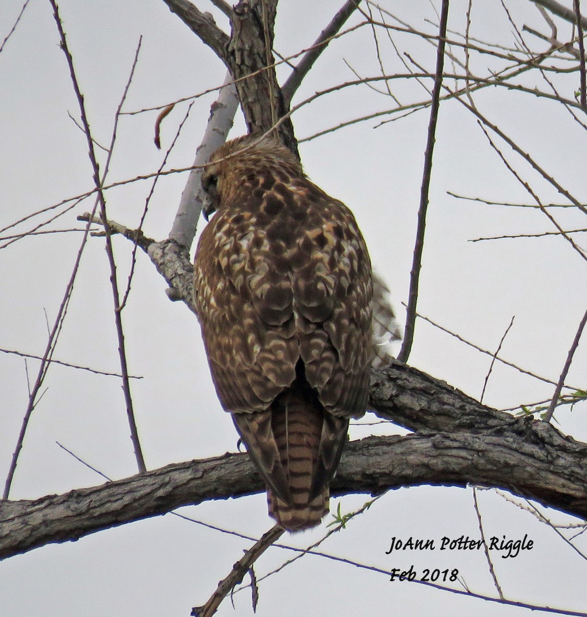 Red-tailed Hawk - ML86865741