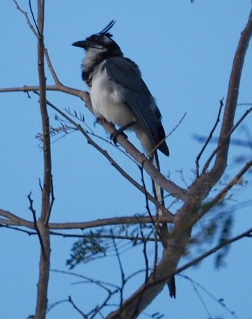 Black-throated Magpie-Jay - ML86865981
