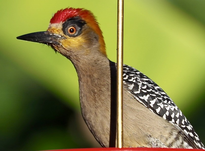 Golden-cheeked Woodpecker - Rob Worona