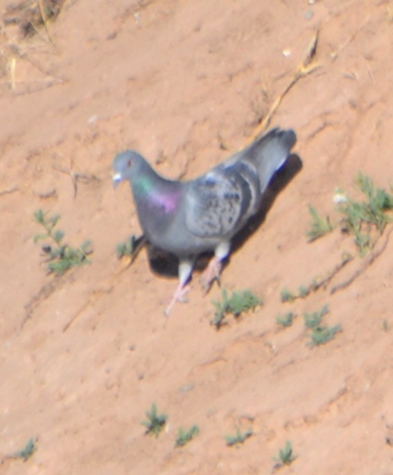 Rock Pigeon (Feral Pigeon) - ML86873181