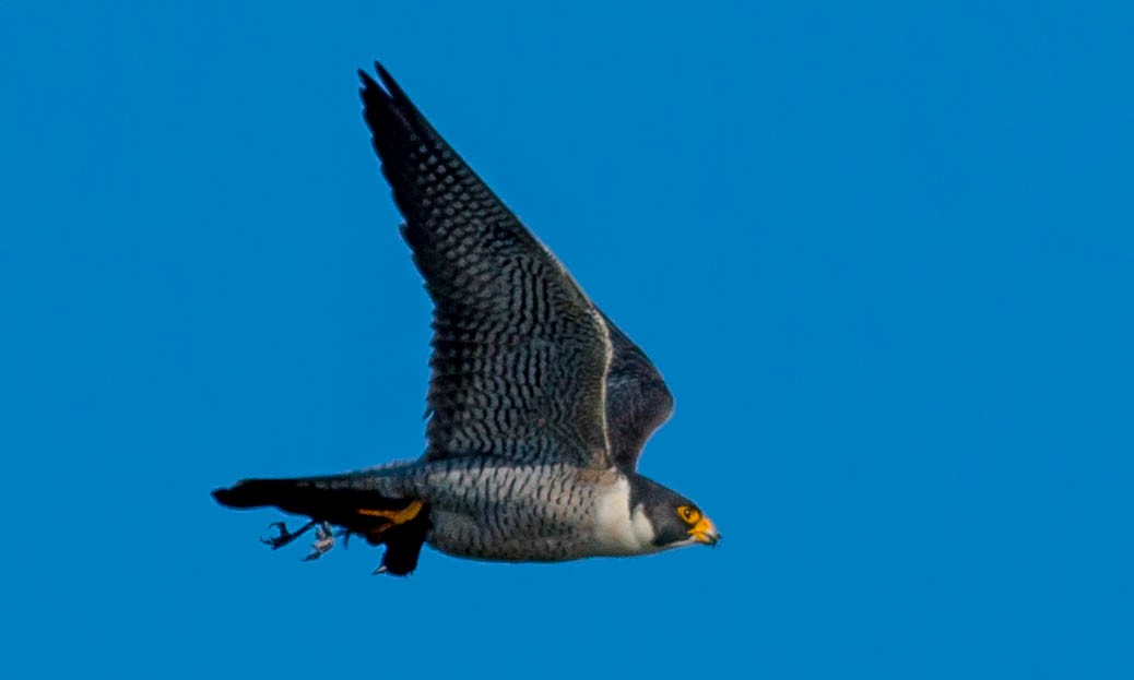 Peregrine Falcon - Paul Fenwick