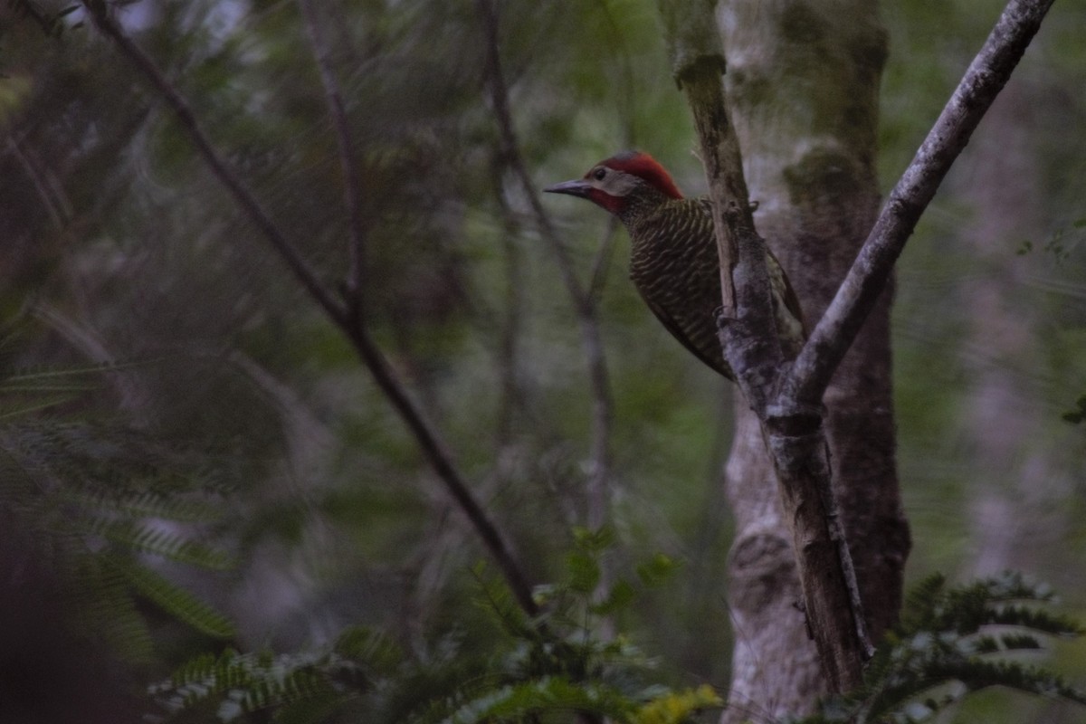 Golden-olive Woodpecker - ML86875441