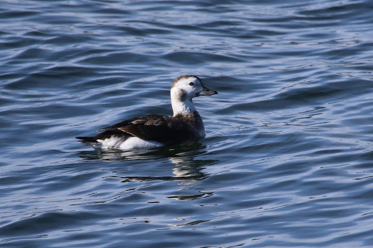 Long-tailed Duck - maggie peretto