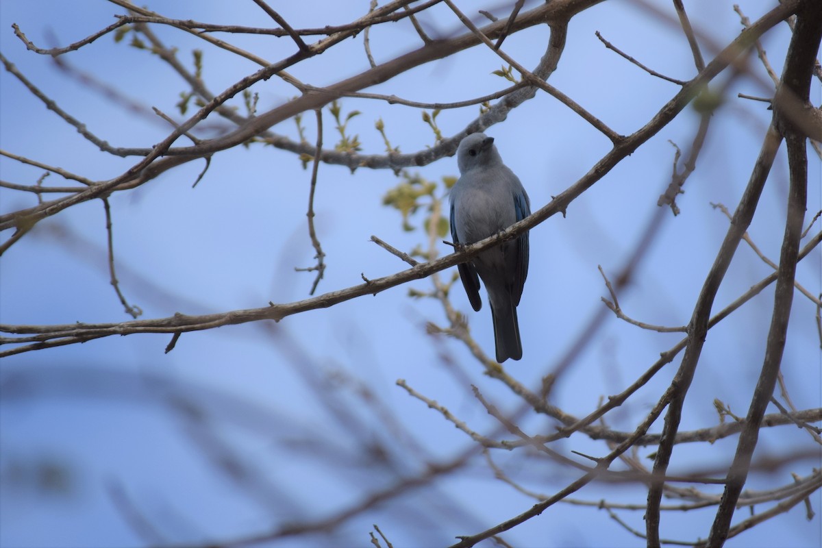 Blue-gray Tanager - ML86877281