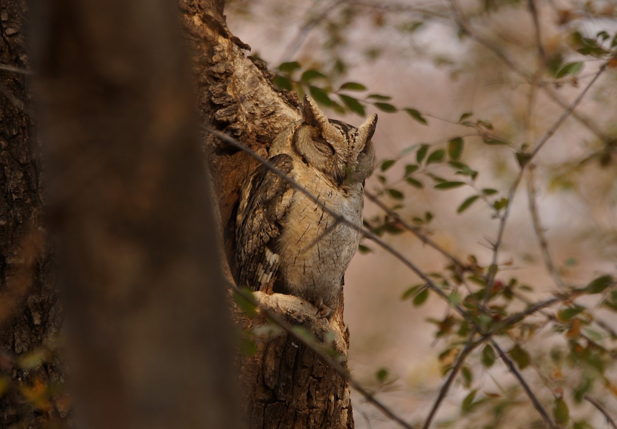 Indian Scops-Owl - ML86878351