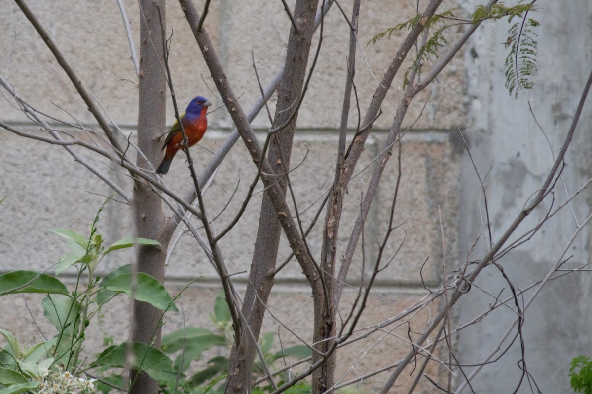 Painted Bunting - ML86879051