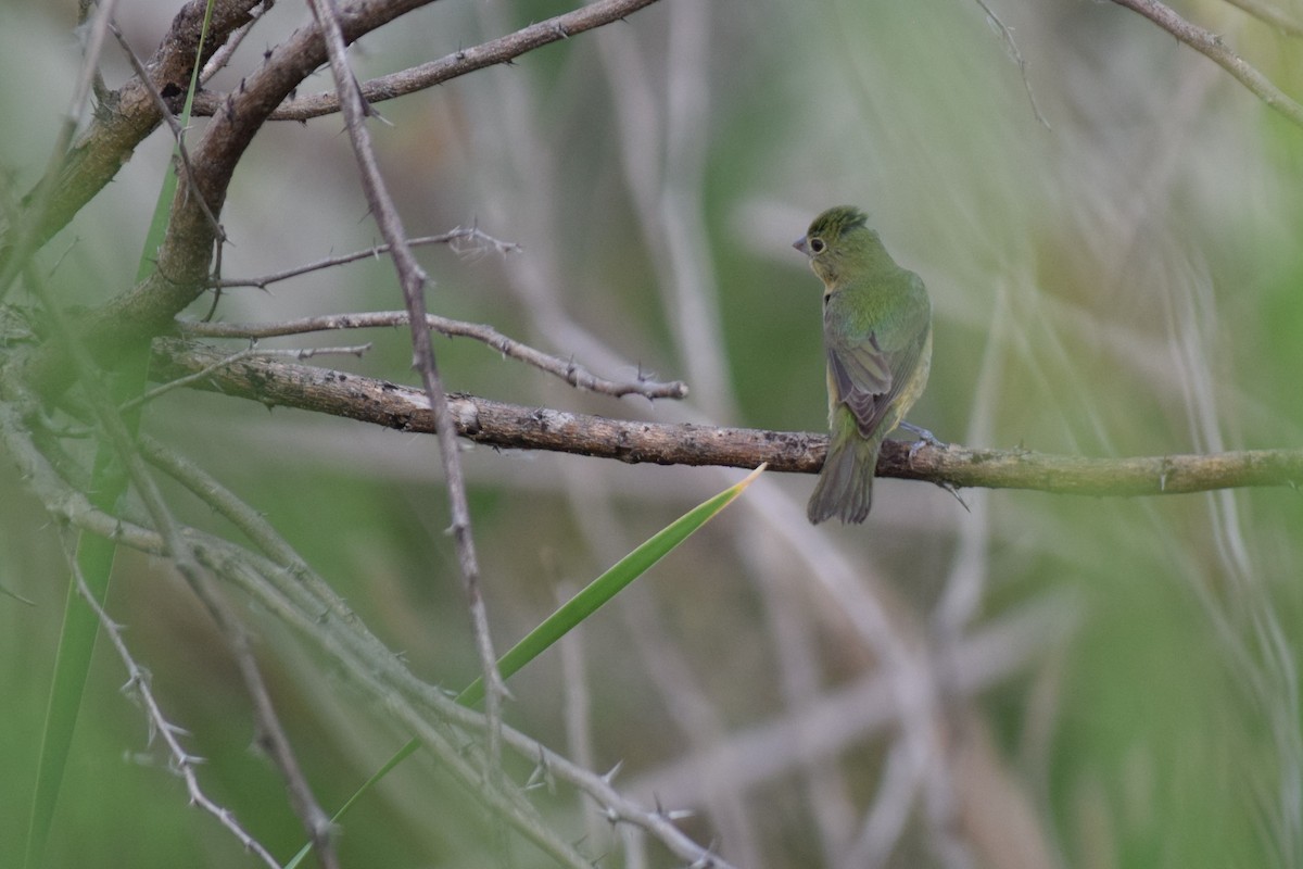 Painted Bunting - ML86879081