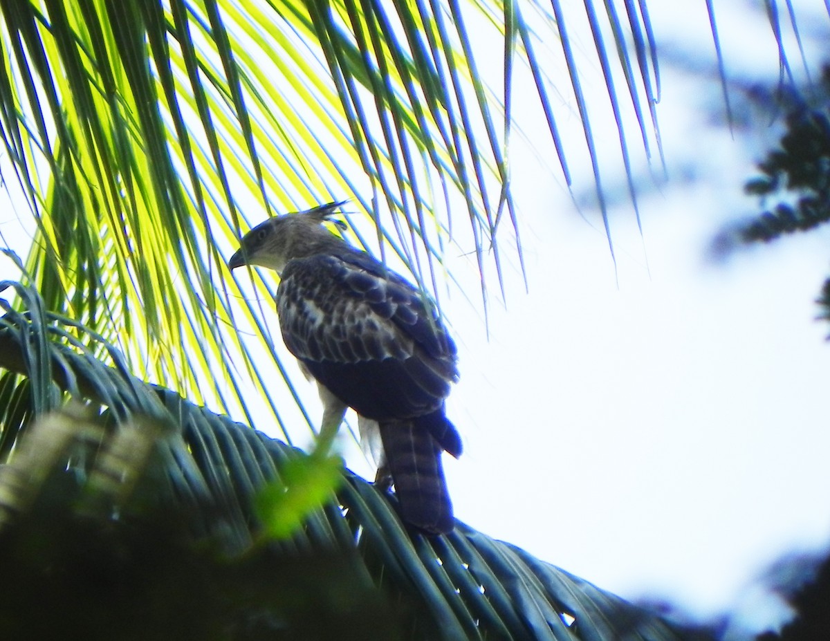 Changeable Hawk-Eagle (Crested) - Sreekumar E R