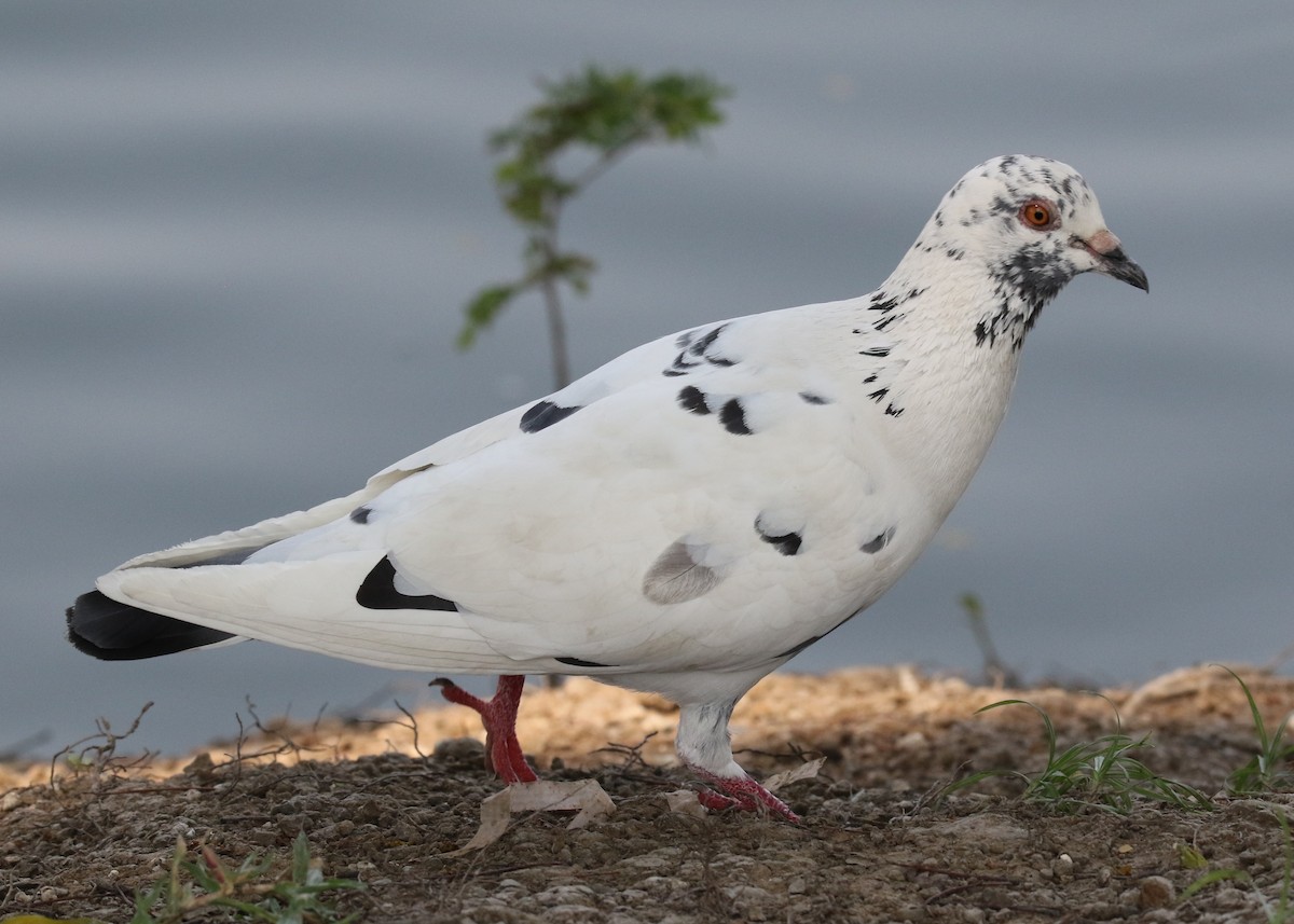 Rock Pigeon (Feral Pigeon) - Louis Hoeniger