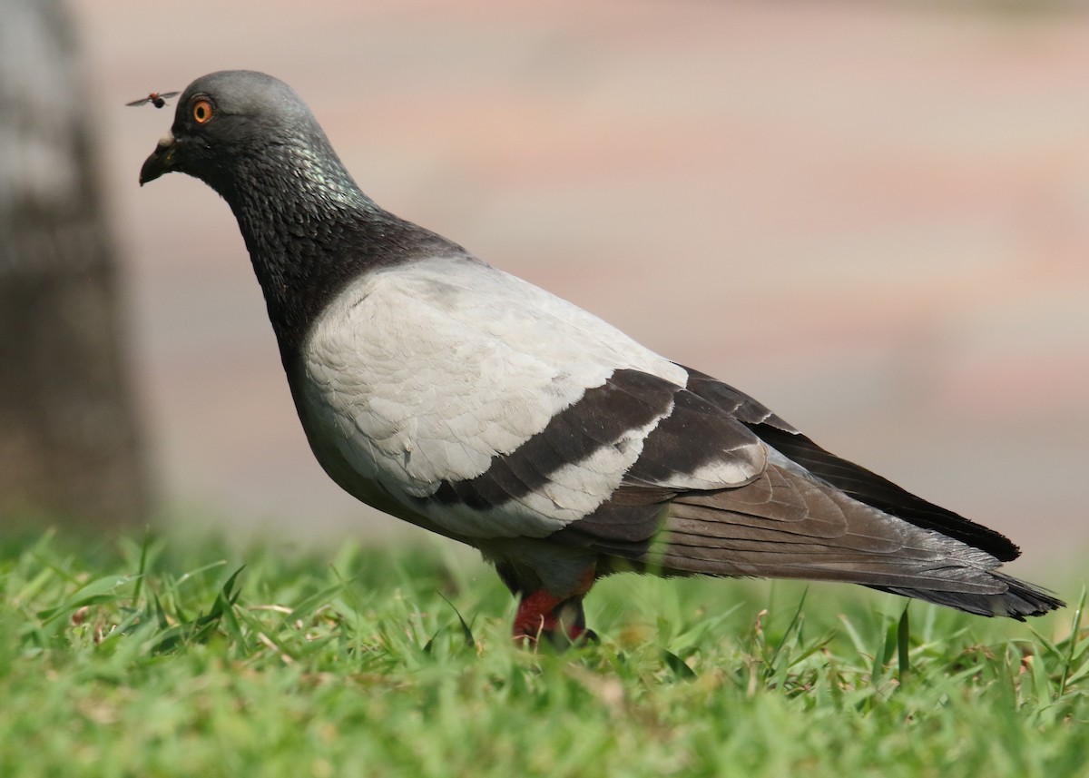 Rock Pigeon (Feral Pigeon) - ML86879381