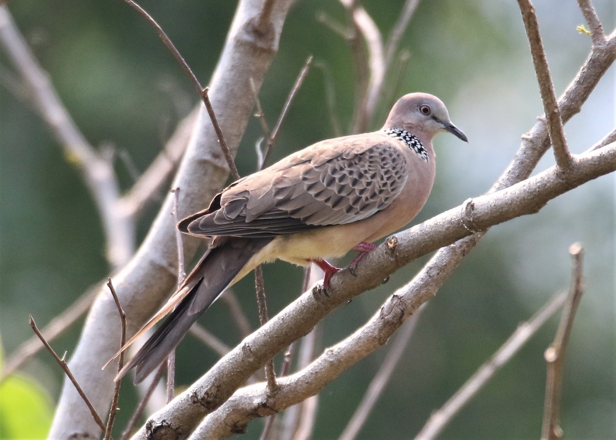 Spotted Dove - ML86879421