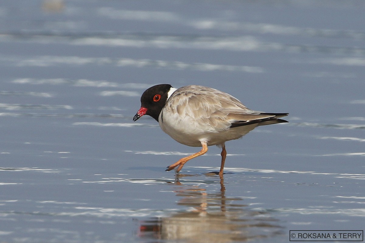 Hooded Plover - Roksana and Terry