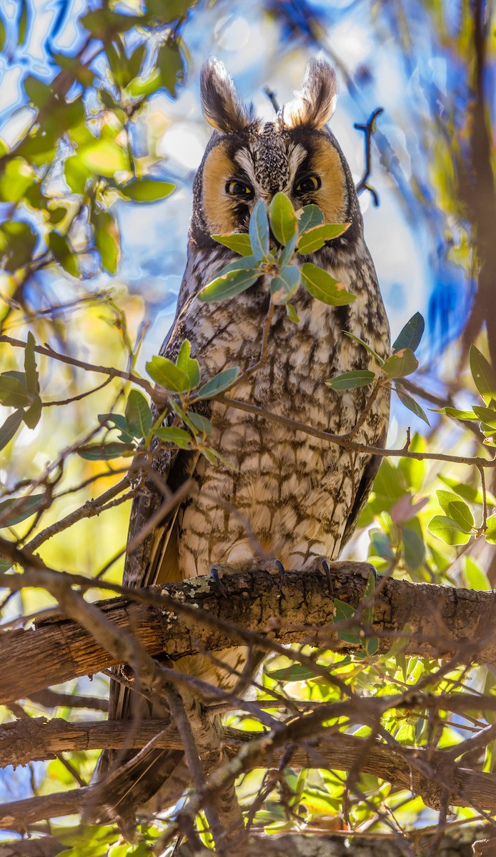 Long-eared Owl - Cecilia Riley