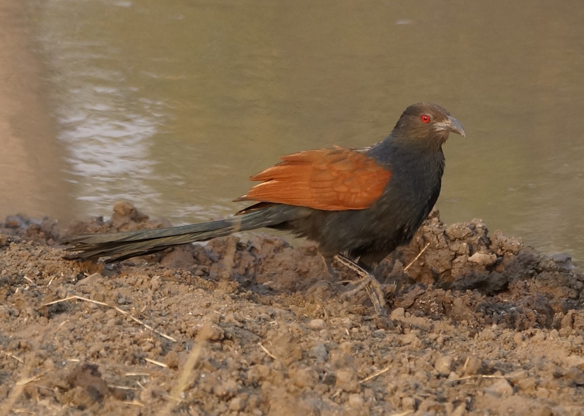Greater Coucal - ML86881411
