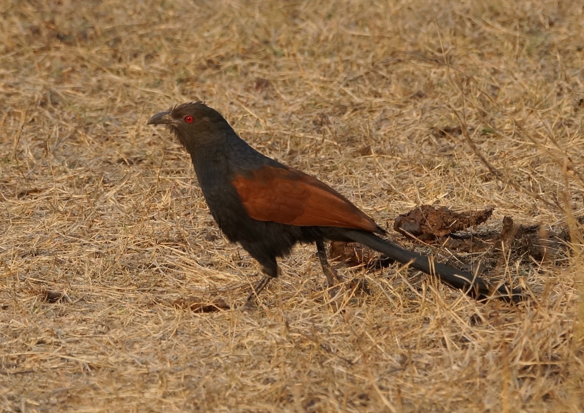 Greater Coucal - ML86881451