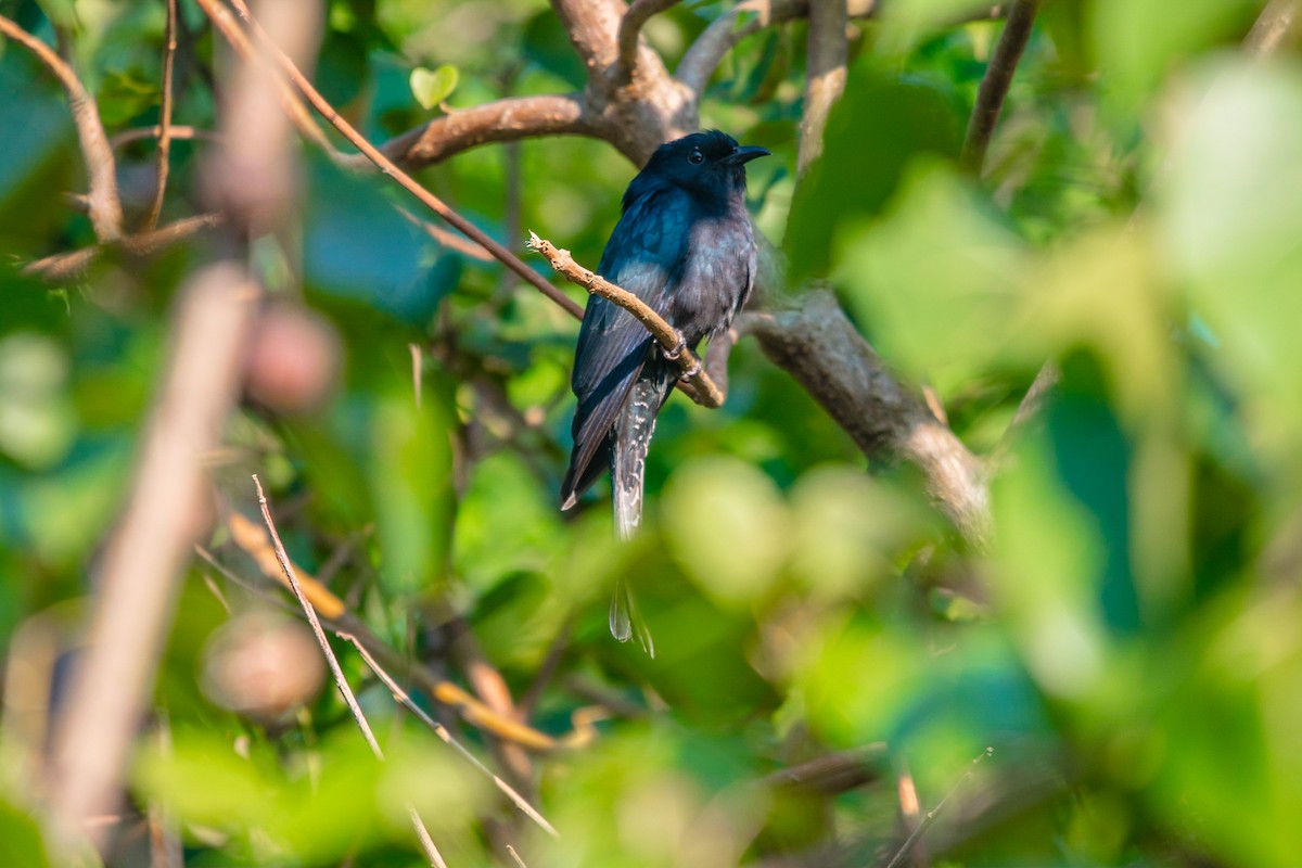 Square-tailed Drongo-Cuckoo - Tanakorn Chantasuban