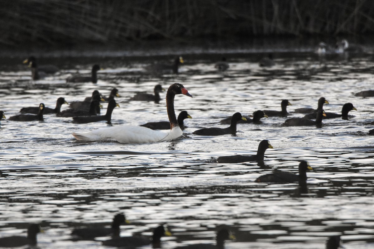 Black-necked Swan - Hederd Torres García