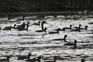 Black-necked Swan, ML86882531
