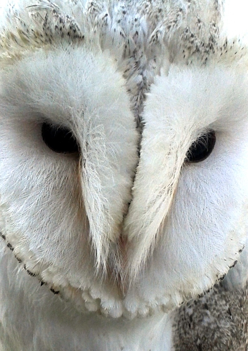 Barn Owl - Gareth Parkes