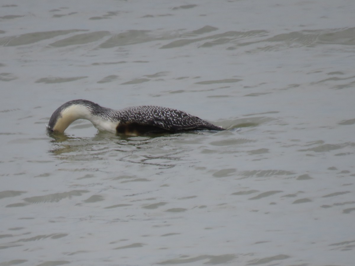 Red-throated Loon - Paul Hyde