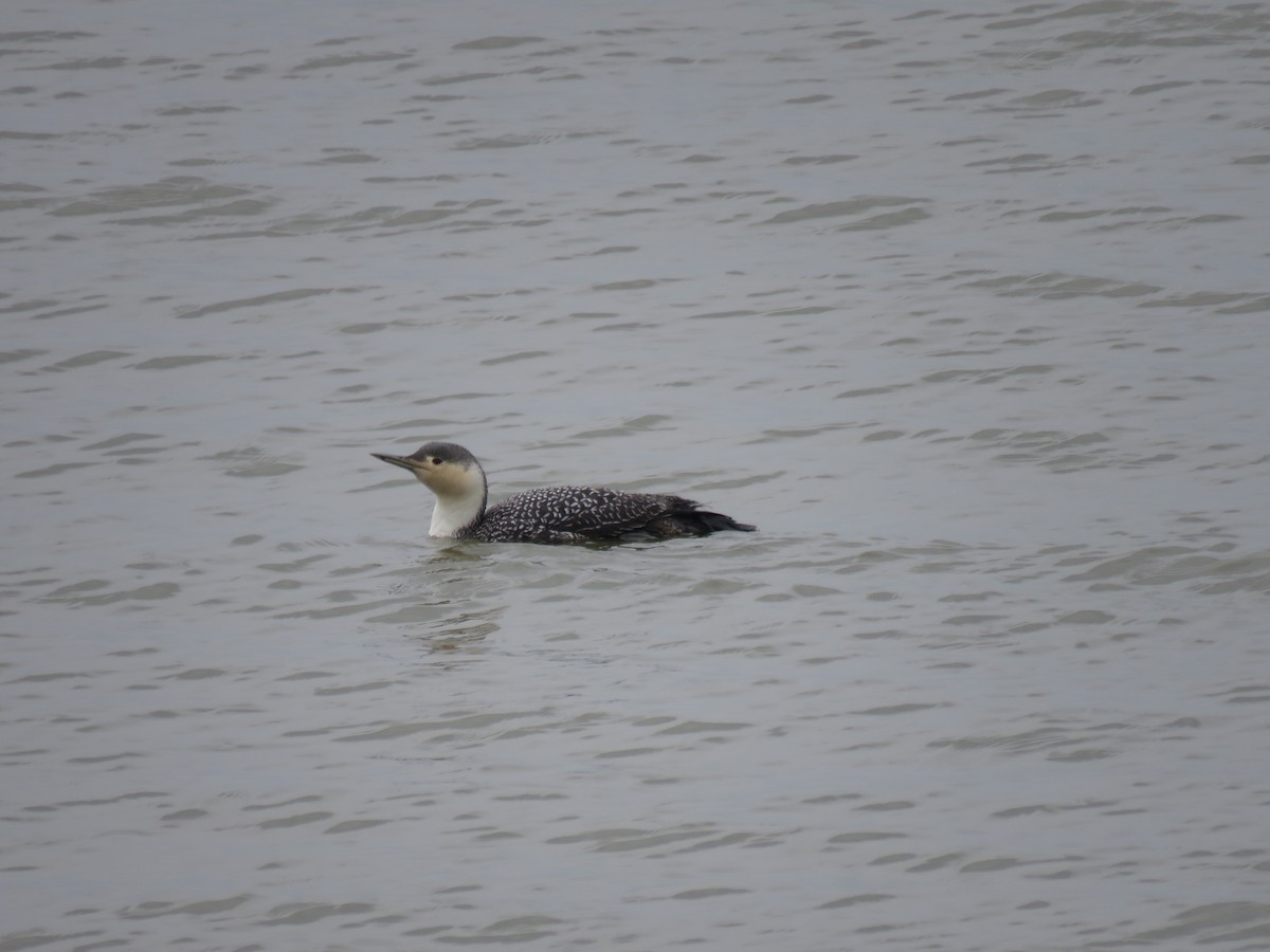 Red-throated Loon - ML86886461