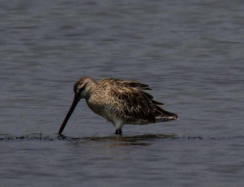 Asian Dowitcher - ML86887031