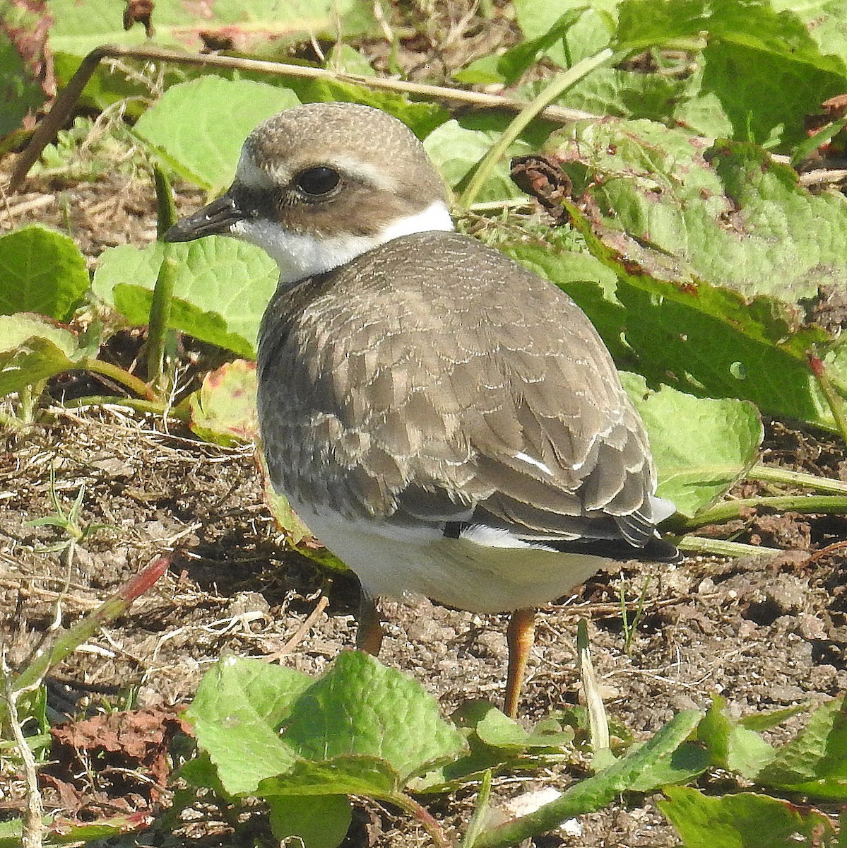 Common Ringed Plover - ML86890071
