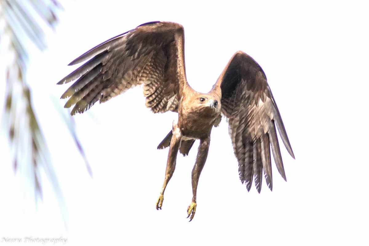Indian Spotted Eagle - Nesrudheen PP