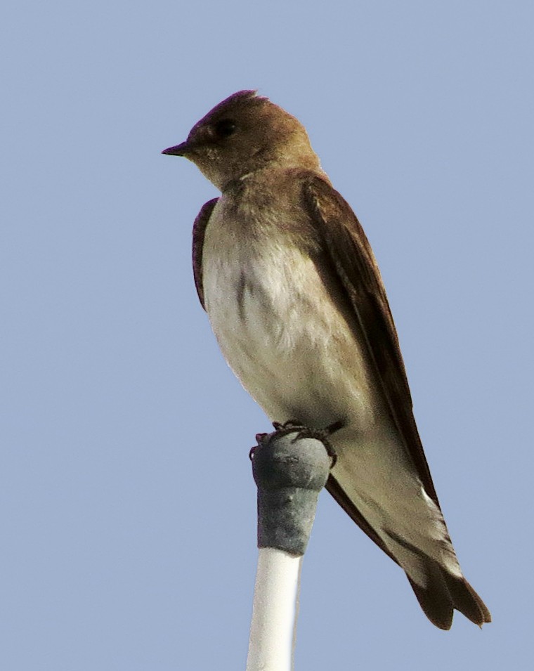 Northern Rough-winged Swallow - ML86891831