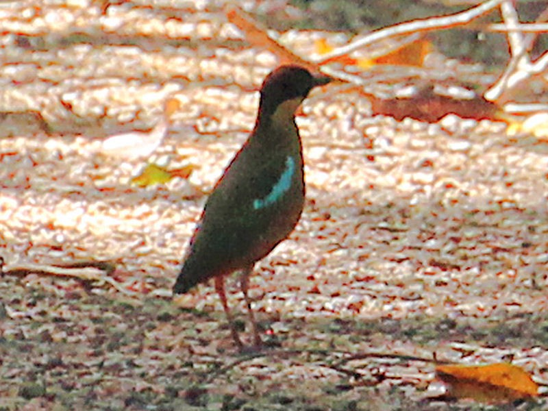 Noisy Pitta - jannette and peter manins