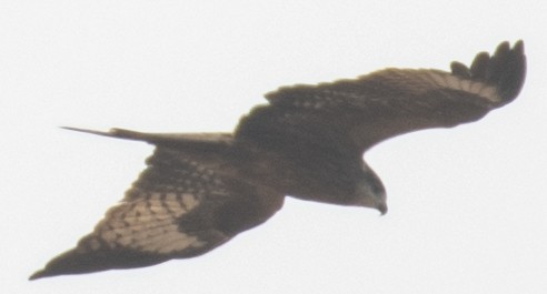 Black Kite (Black-eared) - ML86893811