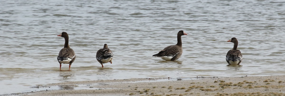 Greater White-fronted Goose - ML86897831