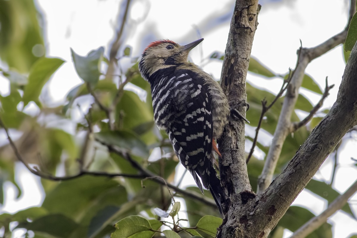 Fulvous-breasted Woodpecker - ML86897881