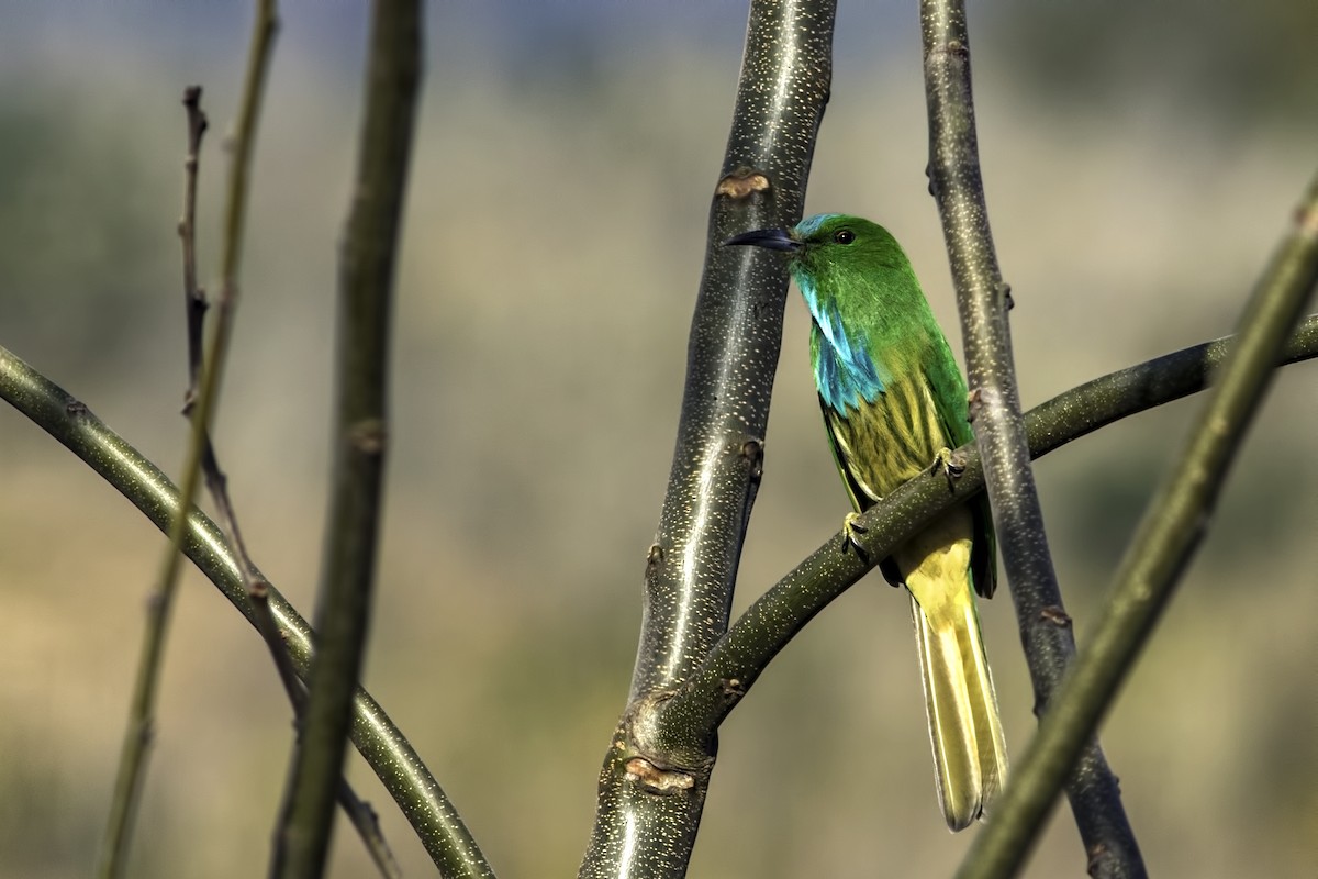 Blue-bearded Bee-eater - Kavi Nanda