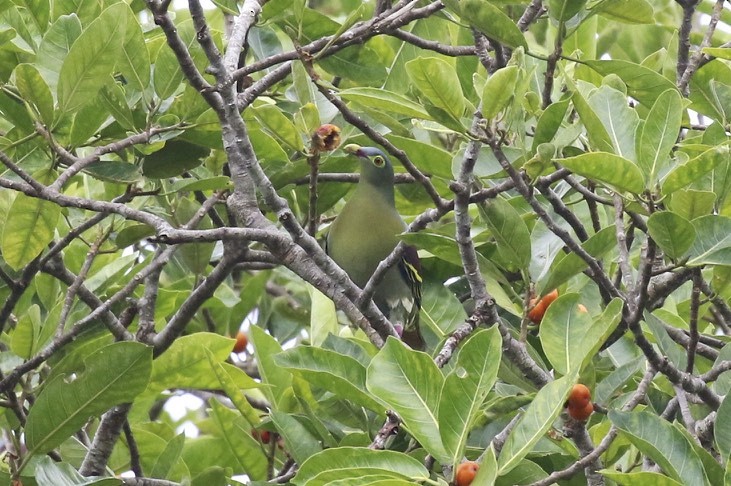 Thick-billed Green-Pigeon - ML86900431