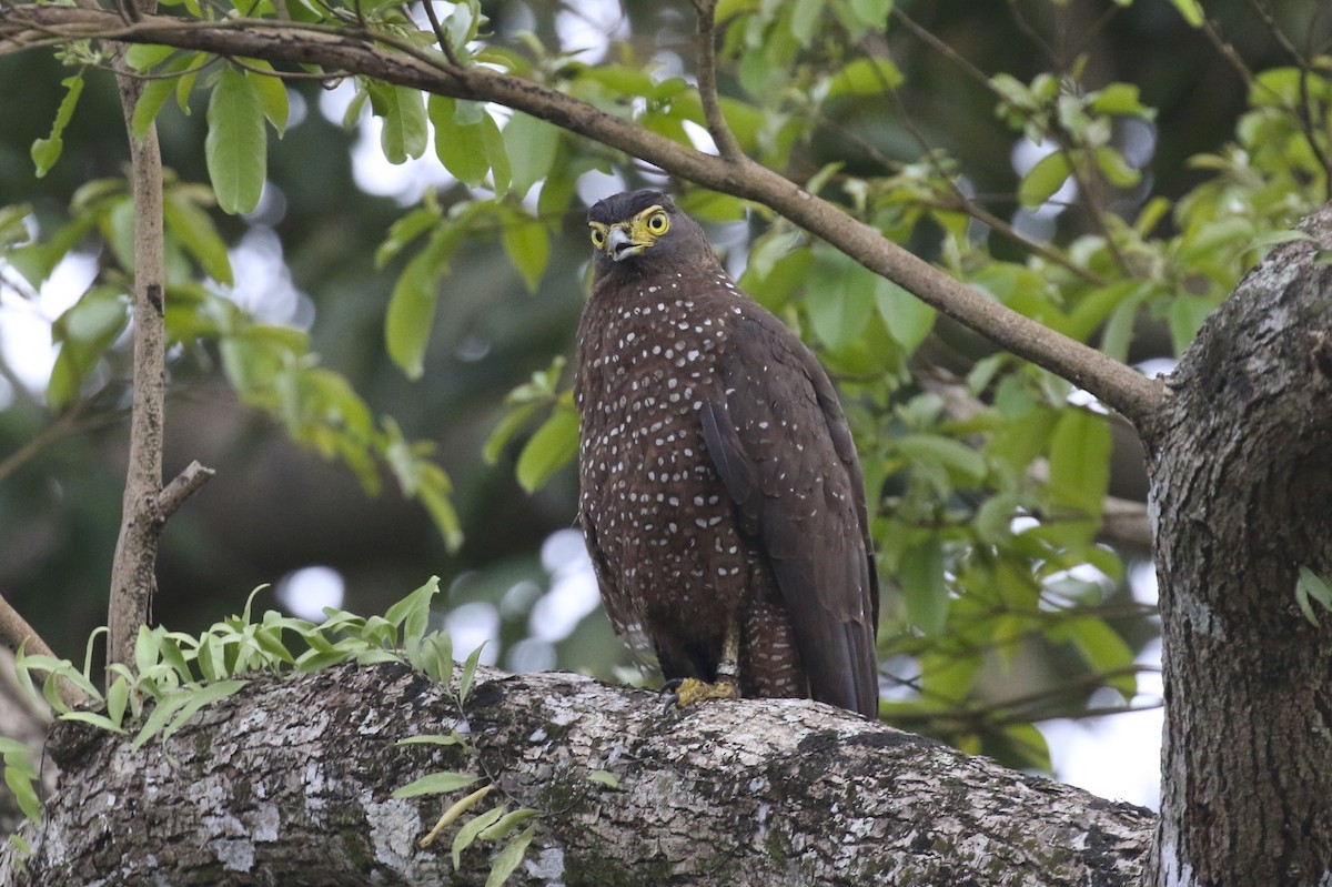 Philippine Serpent Eagle