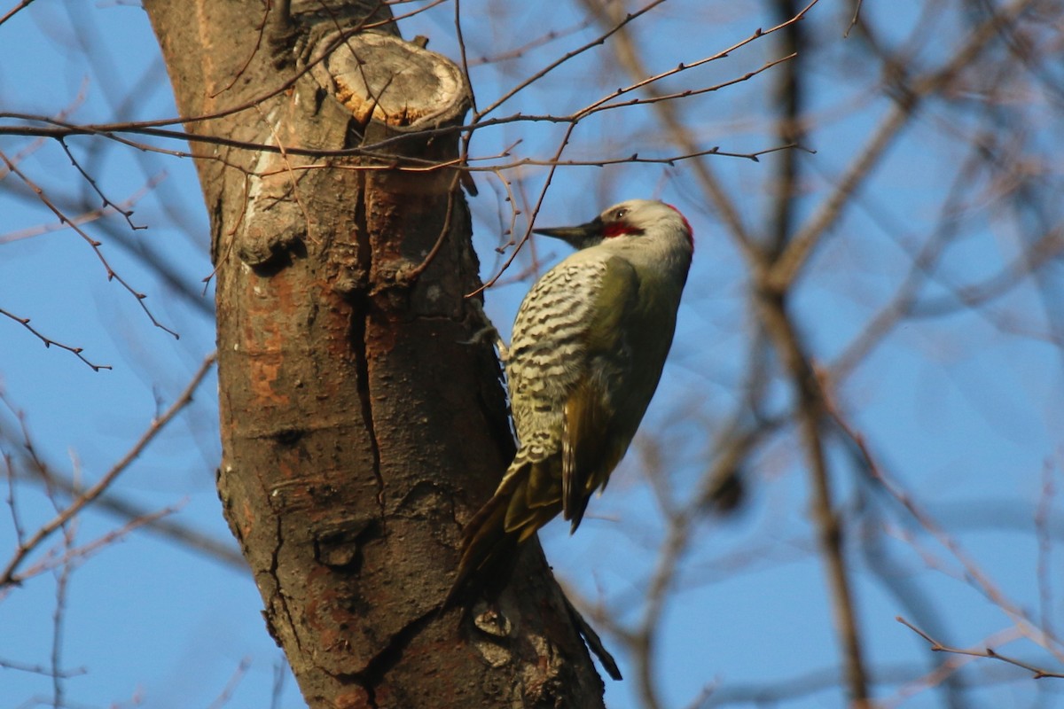 Japanese Woodpecker - ML86902611