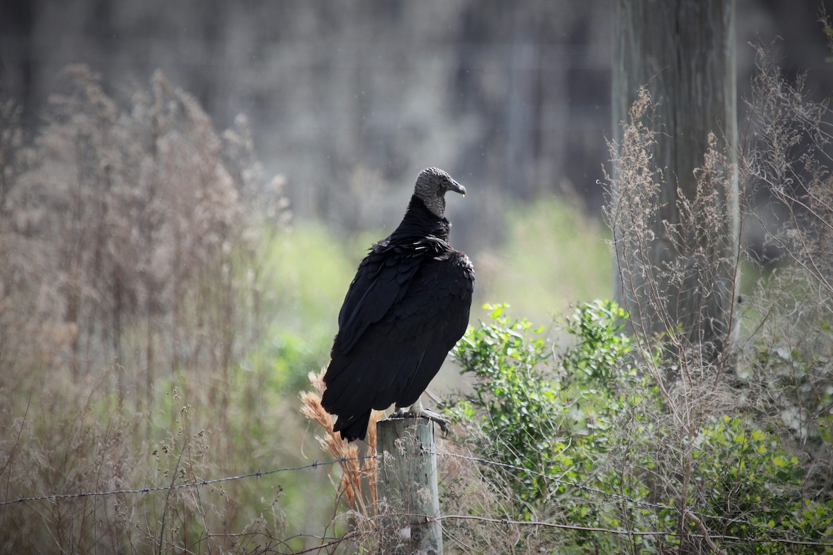 Black Vulture - Anne Ruben