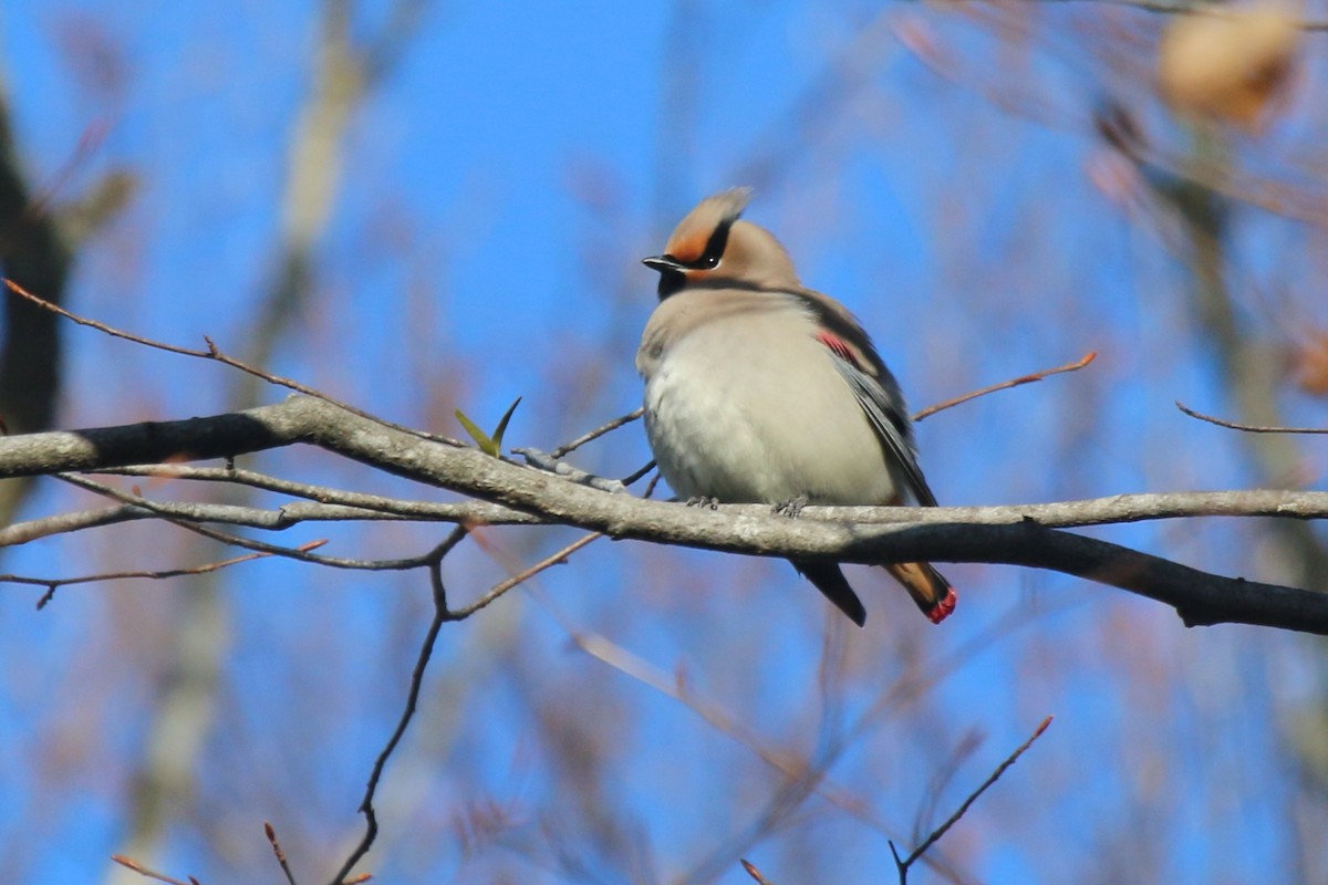 Japanese Waxwing - ML86903411