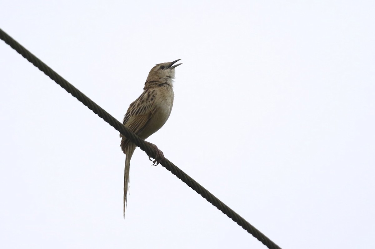 Striated Grassbird - ML86904011